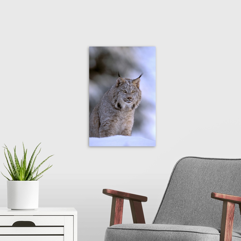 A modern room featuring North America, USA, Alaska, Haines. Lynx (Felis lynx).
