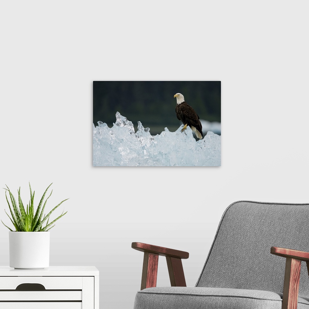 A modern room featuring USA, Alaska, Holkham Bay, Bald Eagle (Haliaeetus leucocephalus) resting on iceberg from South Saw...
