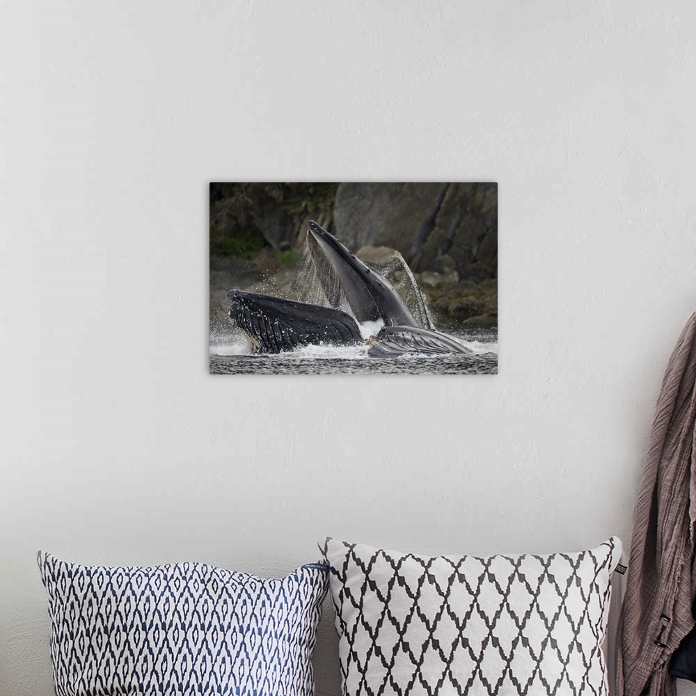 A bohemian room featuring USA, Alaska, Hoonah, close-up of Humpback Whale (Megaptera novaengliae) lunging from water while ...