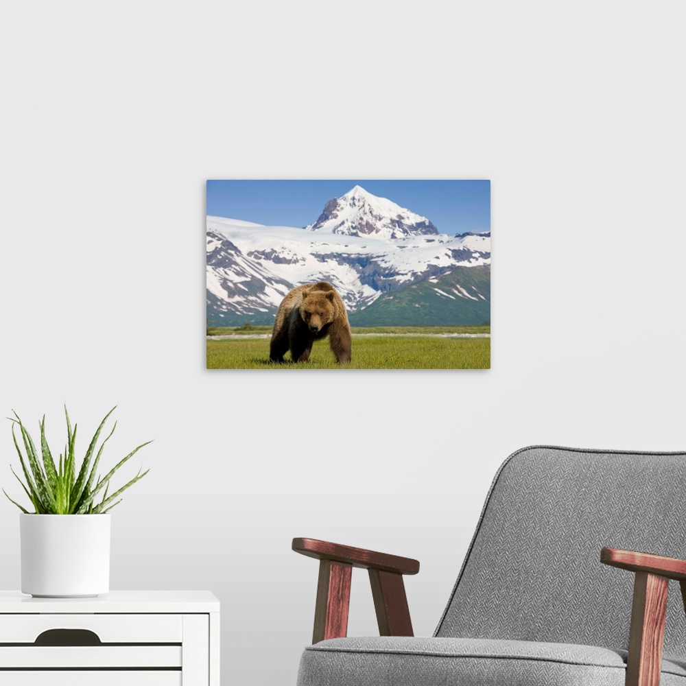 A modern room featuring USA, Alaska, Katmai National Park, Brown Bear (Ursus arctos) feeding on sedge grass in meadow alo...