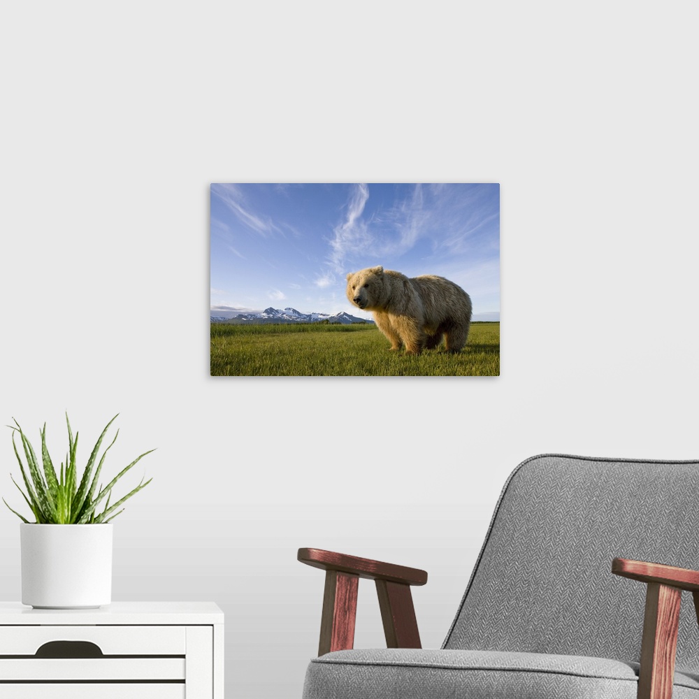 A modern room featuring USA, Alaska, Katmai National Park, Brown Bear (Ursus arctos) standing in meadow along Hallo Bay a...