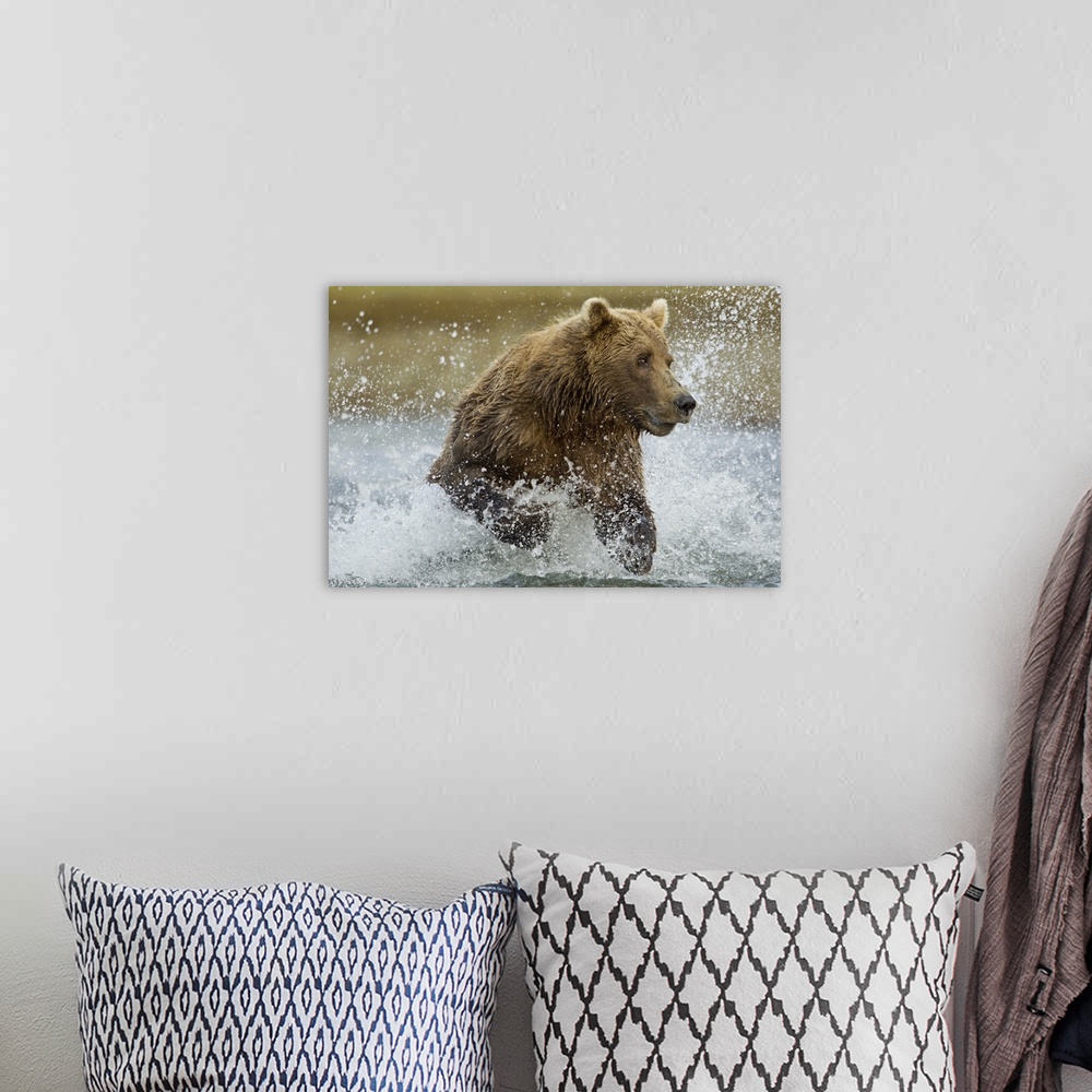 A bohemian room featuring USA, Alaska, Katmai National Park, Grizzly Bear (Ursus arctos) runs while fishing for spawning sa...