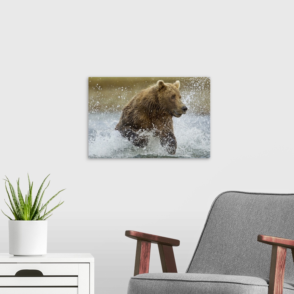 A modern room featuring USA, Alaska, Katmai National Park, Grizzly Bear (Ursus arctos) runs while fishing for spawning sa...