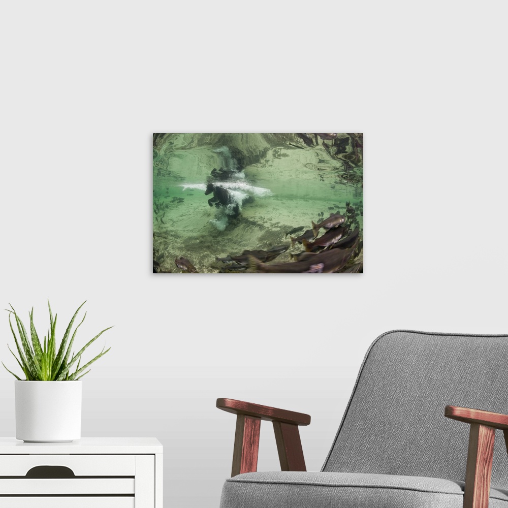 A modern room featuring USA, Alaska, Katmai National Park. Underwater view of Grizzly Bear (Ursus arctos) swimming after ...