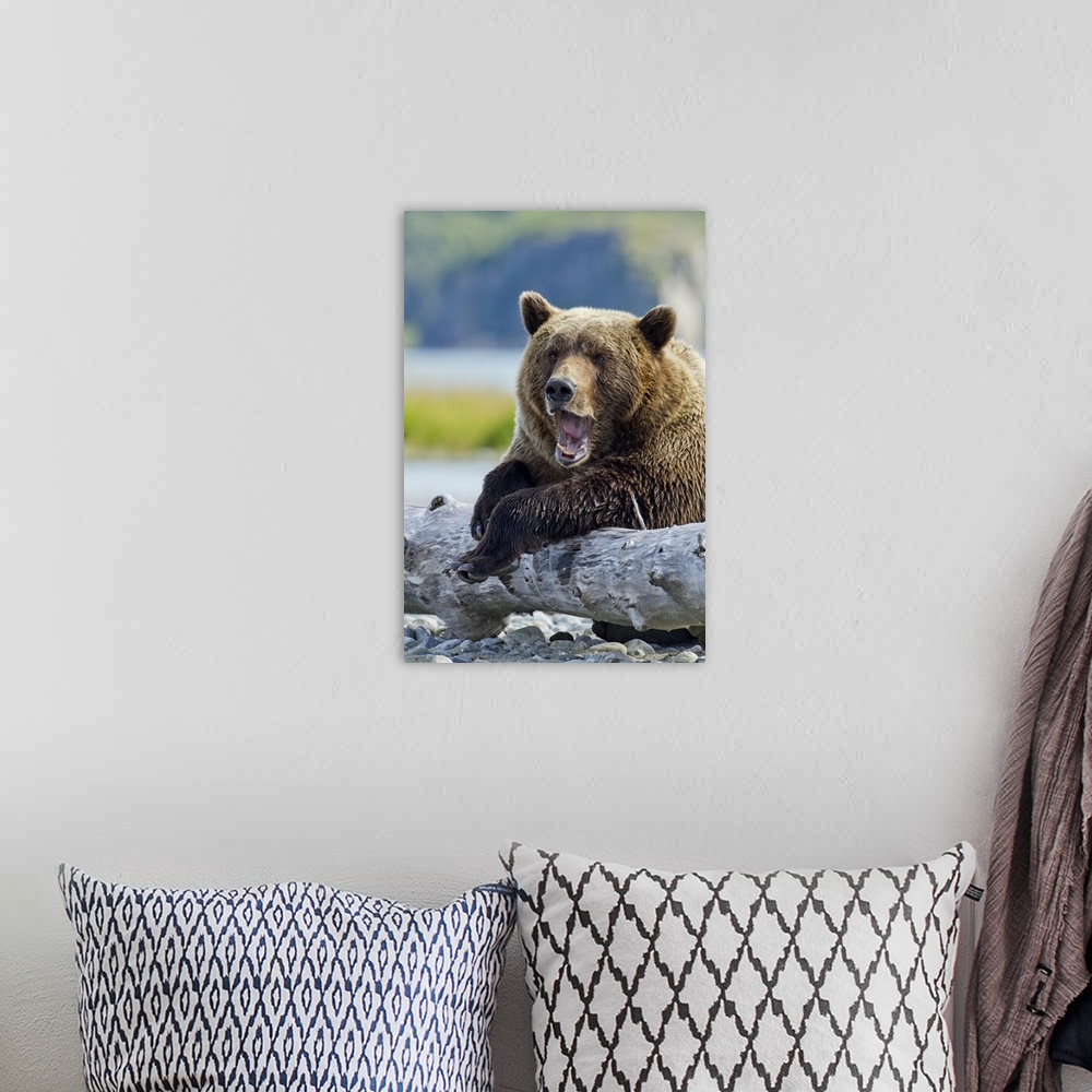 A bohemian room featuring USA, Alaska, Katmai National Park, Grizzly Bear (Ursus arctos) yawns while resting on old tree tr...