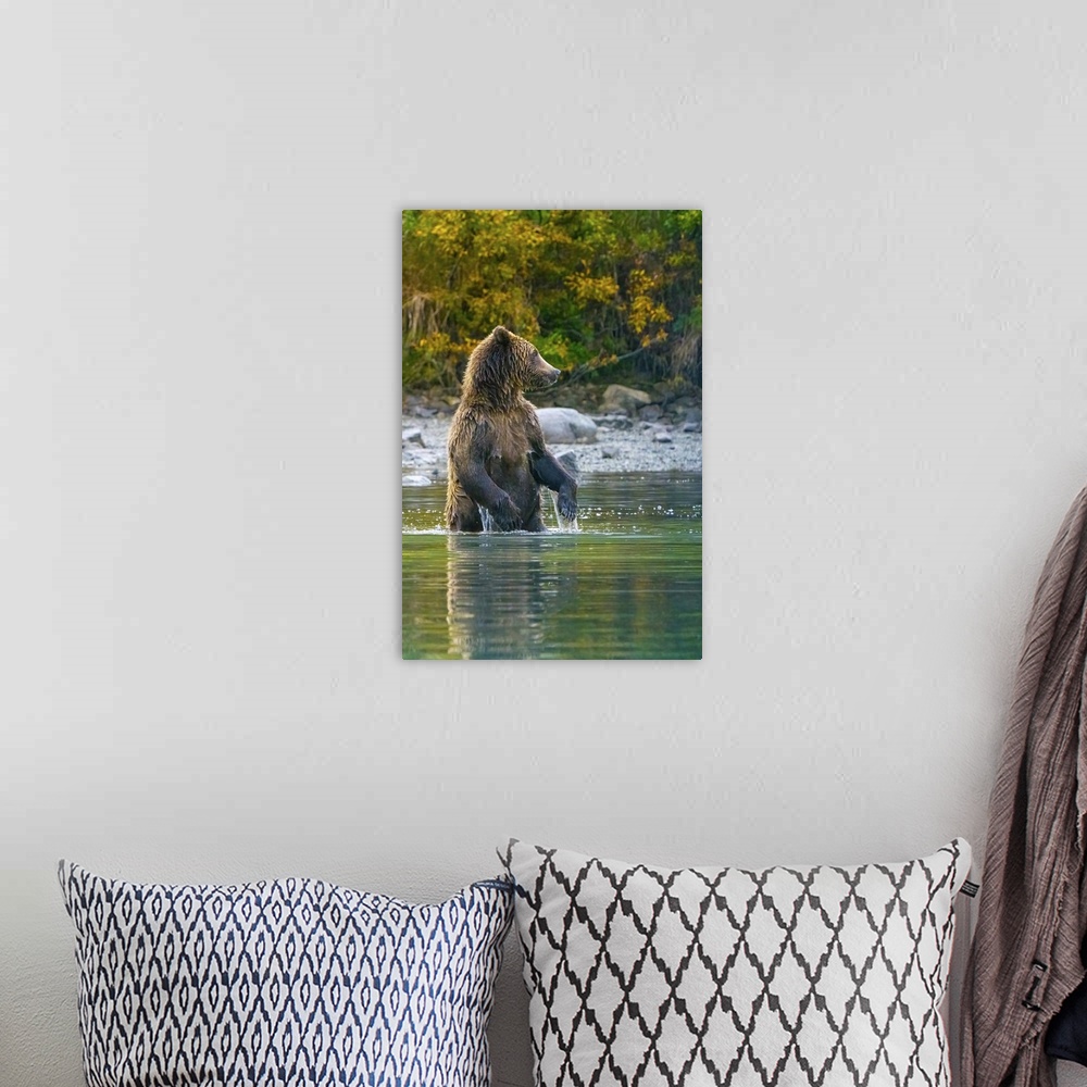 A bohemian room featuring Alaska, Lake Clark, Grizzly Bear Stands Up In The Water