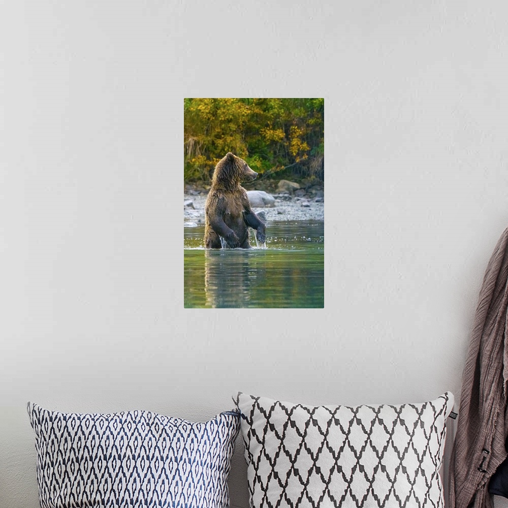 A bohemian room featuring Alaska, Lake Clark, Grizzly Bear Stands Up In The Water