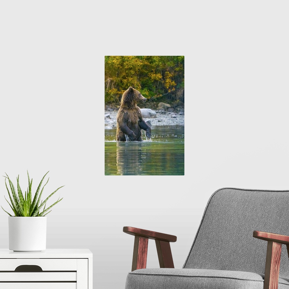 A modern room featuring Alaska, Lake Clark, Grizzly Bear Stands Up In The Water