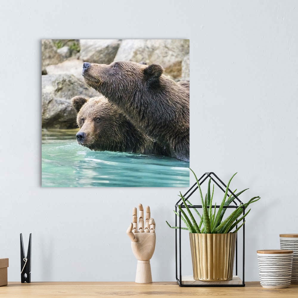 A bohemian room featuring Alaska, Lake Clark, Headshots Of Two Grizzly Bears Swimming