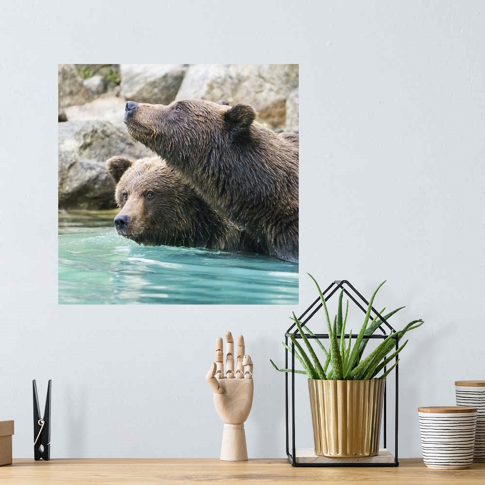 A bohemian room featuring Alaska, Lake Clark, Headshots Of Two Grizzly Bears Swimming