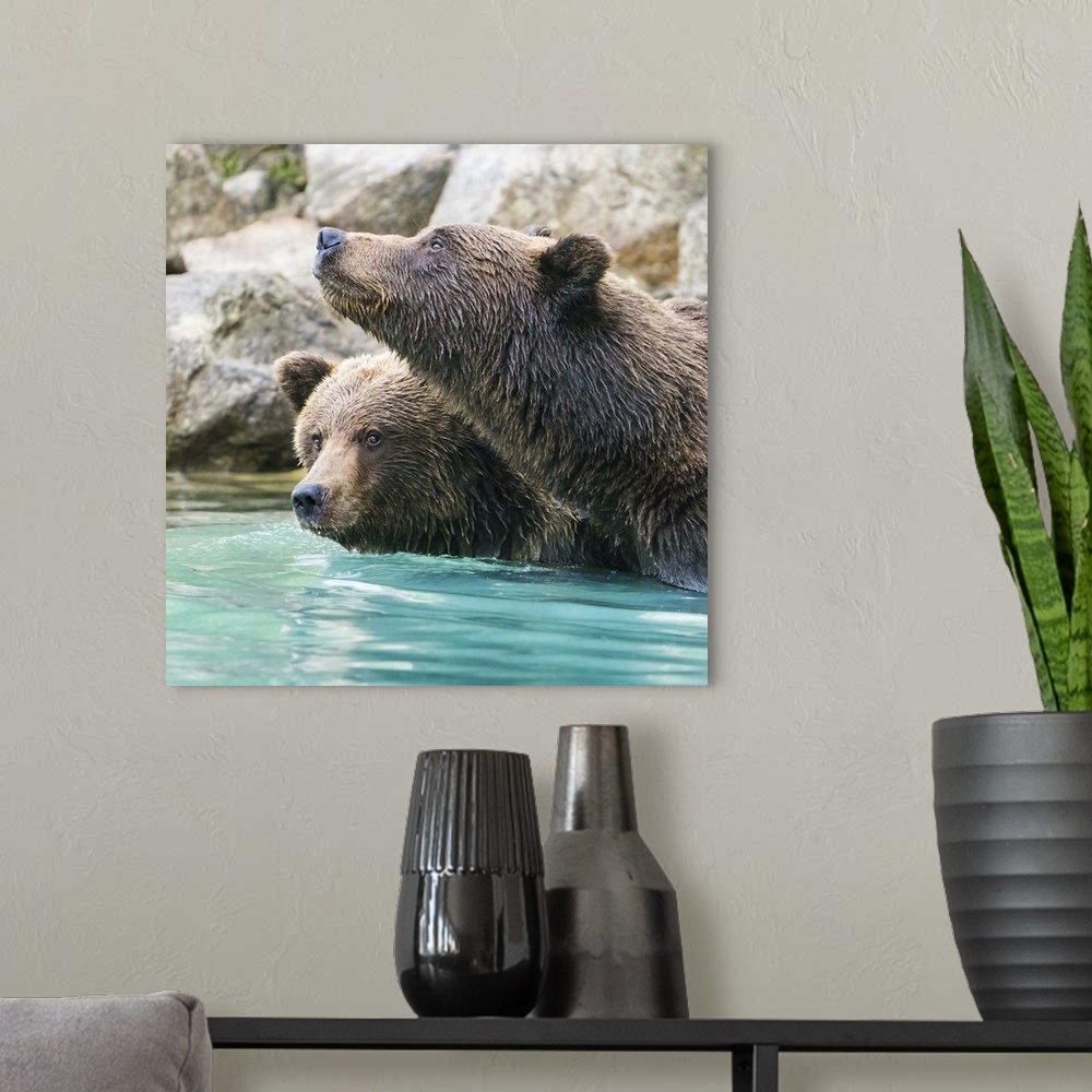 A modern room featuring Alaska, Lake Clark, Headshots Of Two Grizzly Bears Swimming