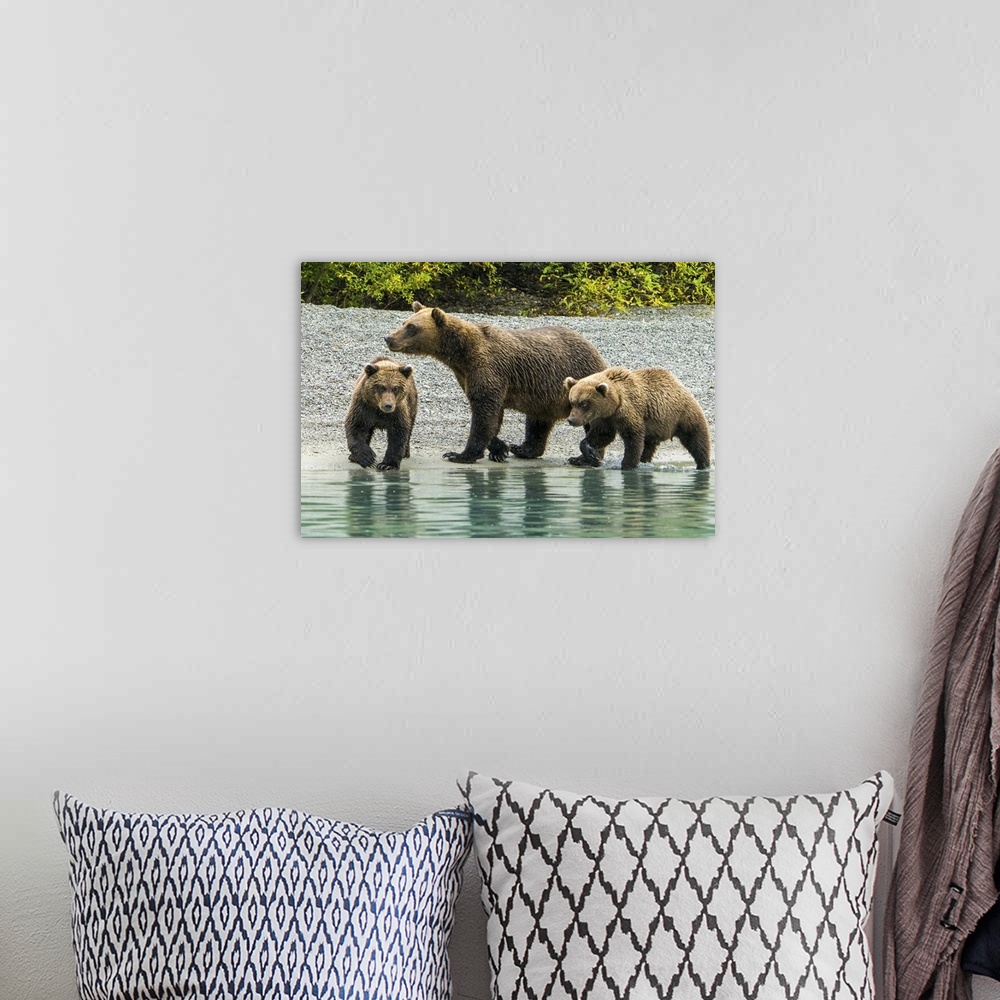 A bohemian room featuring Alaska, Lake Clark, Mom And Two Cubs Walking Along The Shoreline