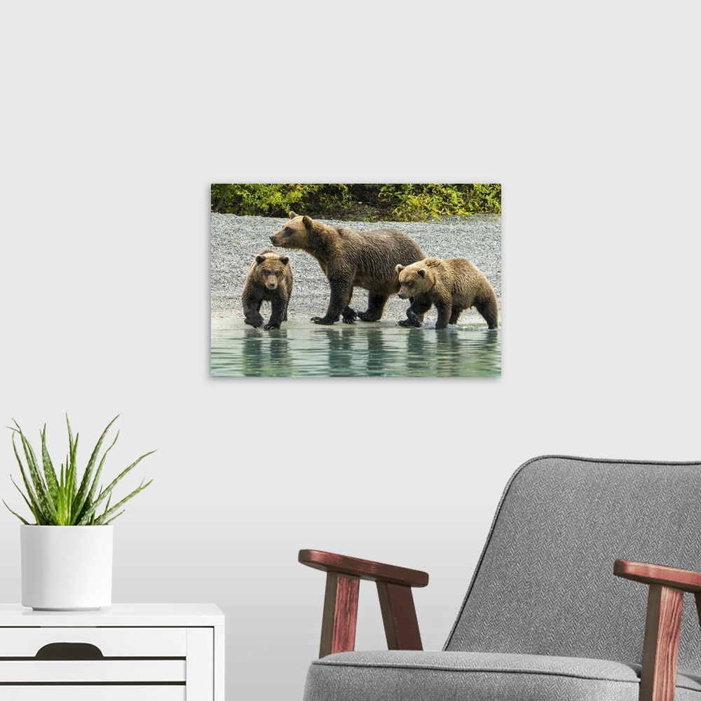 A modern room featuring Alaska, Lake Clark, Mom And Two Cubs Walking Along The Shoreline