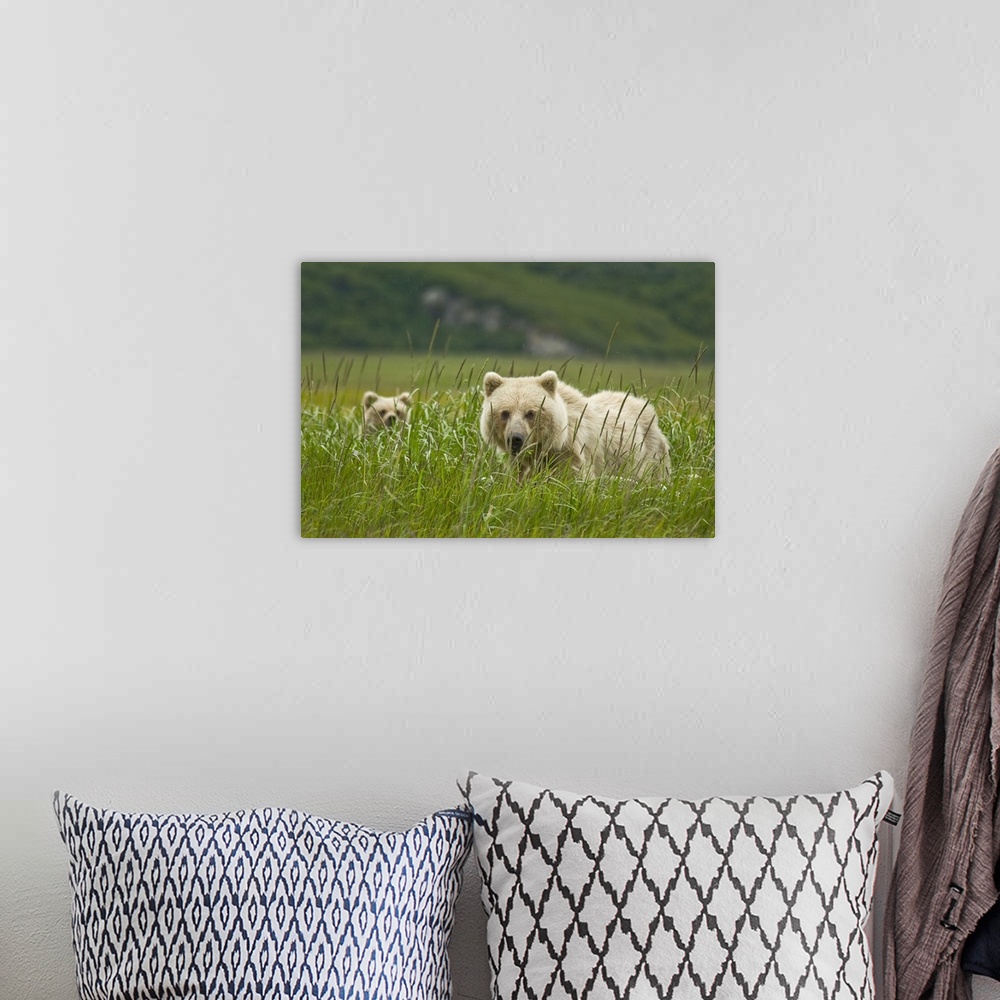 A bohemian room featuring USA, Alaska, Lake Clark National Park. Blonde grizzly bear sow and partially hidden cub.