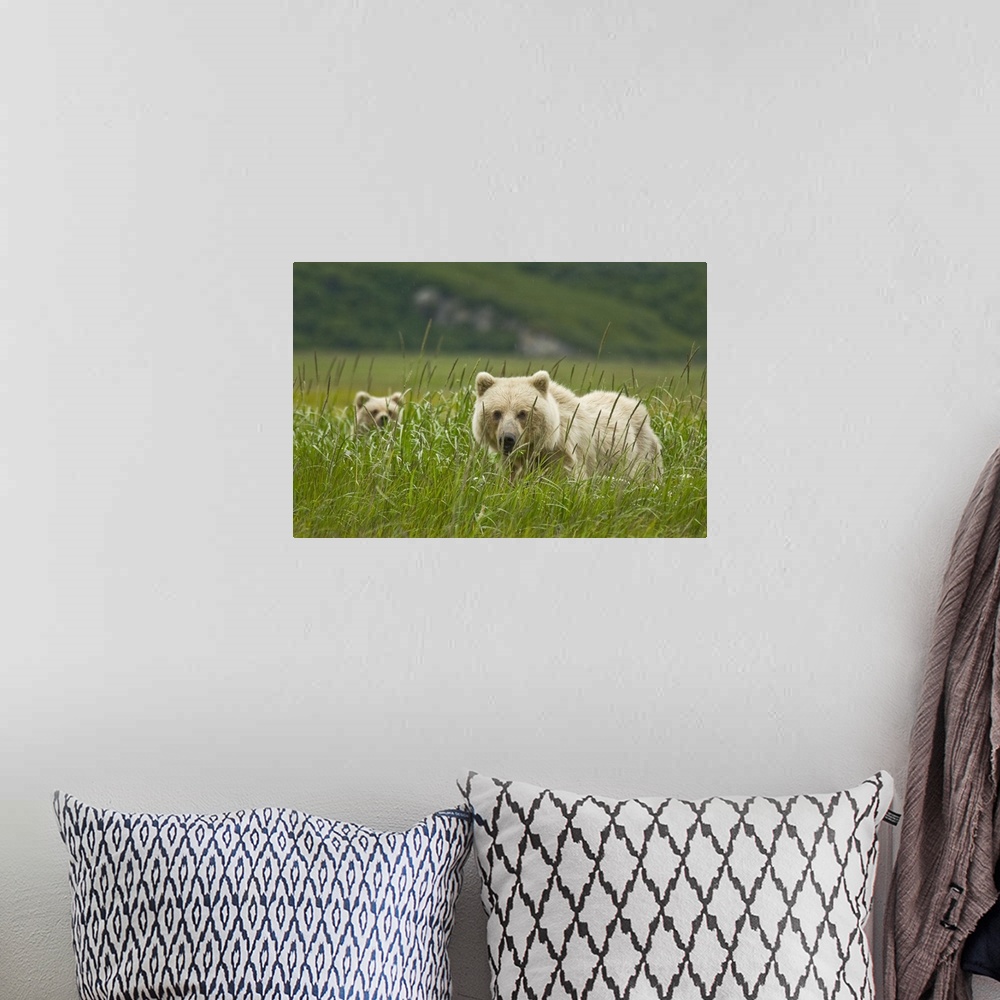 A bohemian room featuring USA, Alaska, Lake Clark National Park. Blonde grizzly bear sow and partially hidden cub.