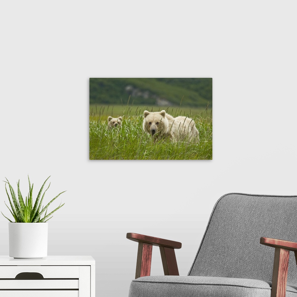 A modern room featuring USA, Alaska, Lake Clark National Park. Blonde grizzly bear sow and partially hidden cub.