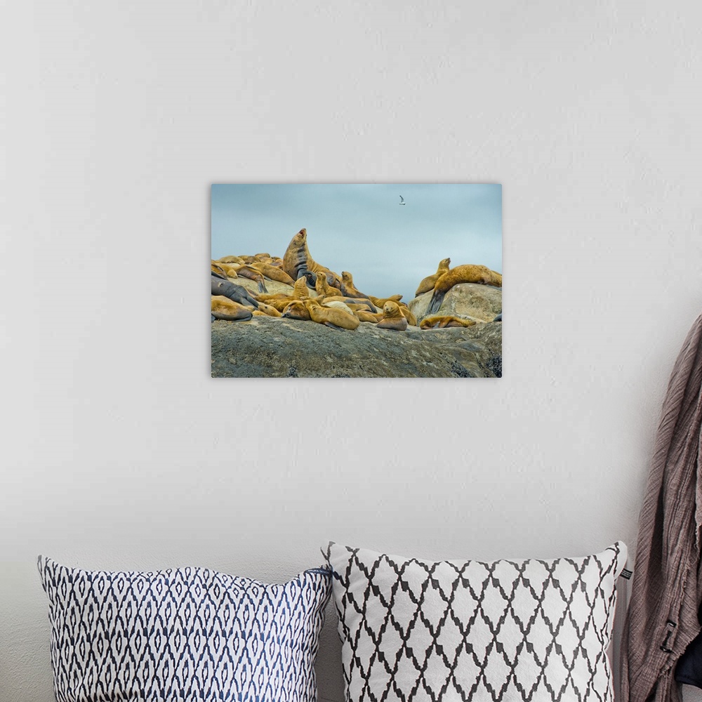 A bohemian room featuring Alaska, Steller Sea Lions relaxing on a rock in Glacier Bay National Park and Preserve.