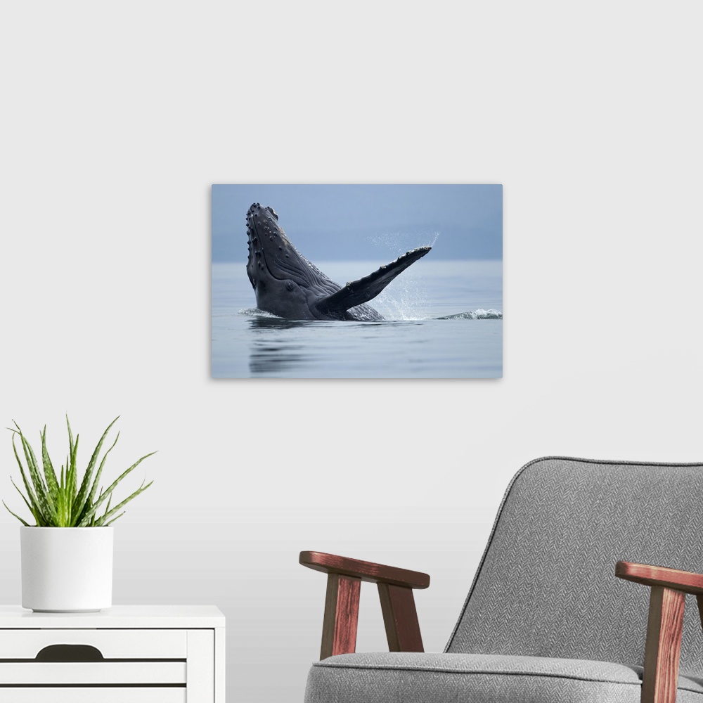 A modern room featuring USA, Alaska, Tongass National Forest, Young Humpback Whale (Megaptera novaengliae) makes eye cont...