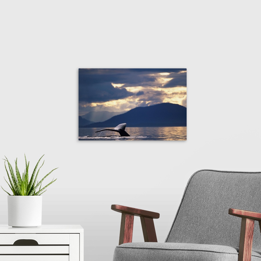 A modern room featuring Alaska, Tongass National Forest, tail flukes of Humpback Whale (Megaptera novaengliae) sounding i...