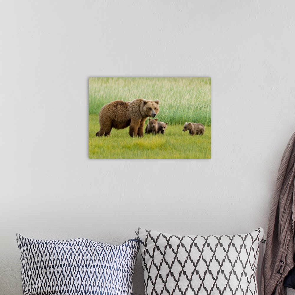 A bohemian room featuring Alaskan Brown Bear Sow and three Cubs, Ursus Middendorffi, grazing in meadow, feeding on grass, K...
