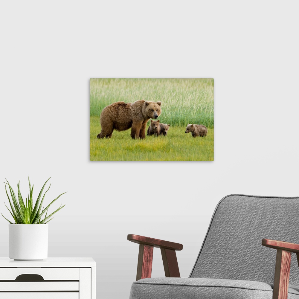 A modern room featuring Alaskan Brown Bear Sow and three Cubs, Ursus Middendorffi, grazing in meadow, feeding on grass, K...