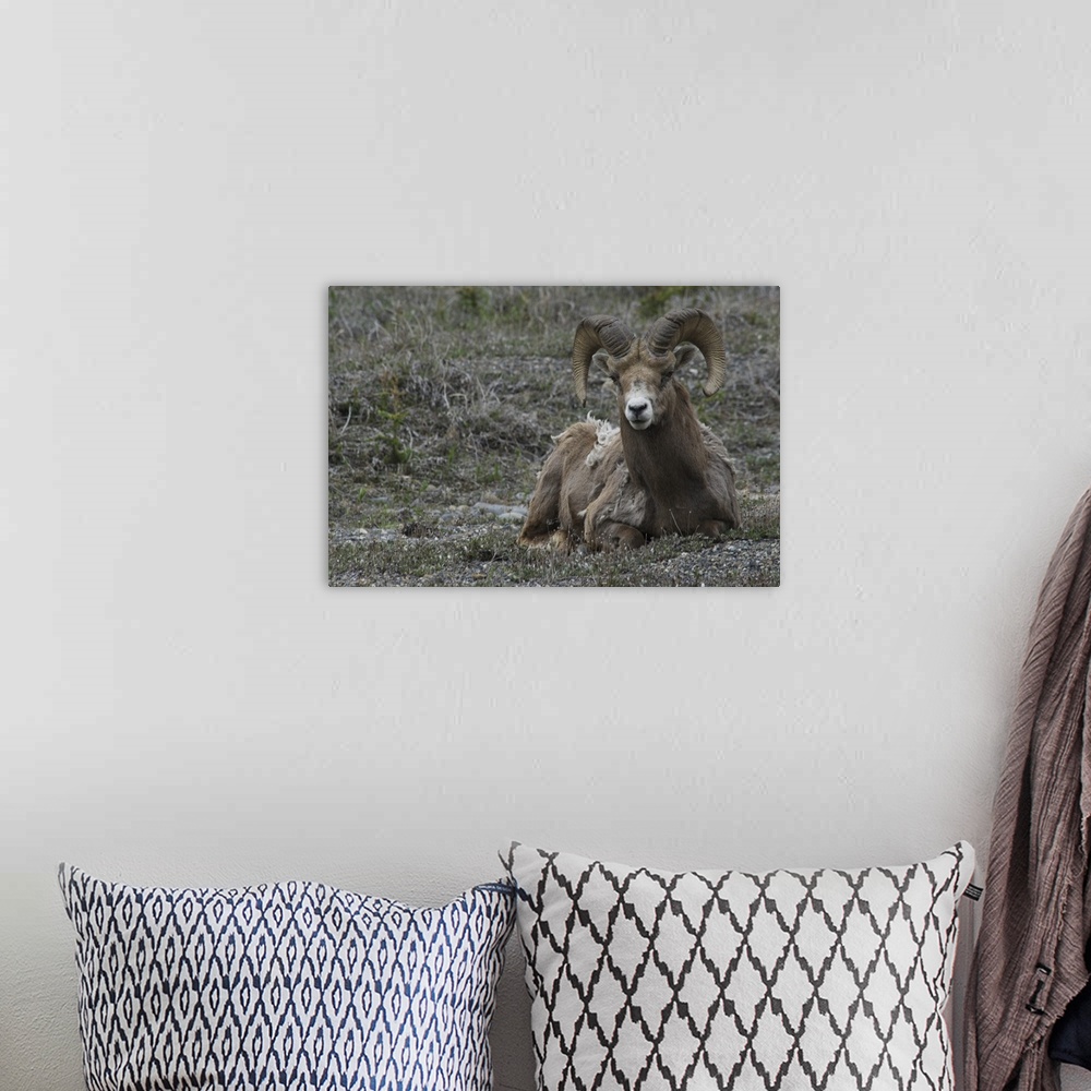 A bohemian room featuring Canada:  Alberta, Columbia Icefields Parkway, big-horn sheep (in a herd of 13)