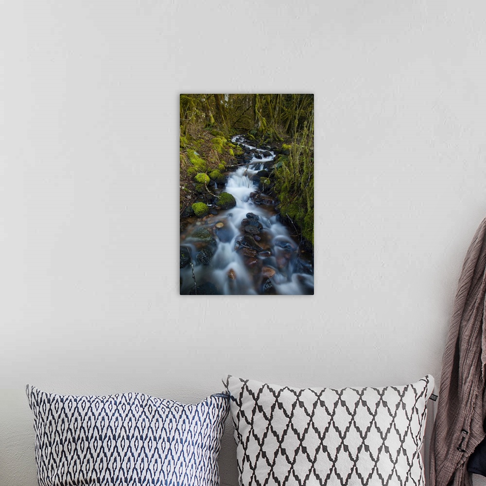 A bohemian room featuring Stream in the rainforest near Alice Lake Provincial Park, Squamish, British Columbia, Canada