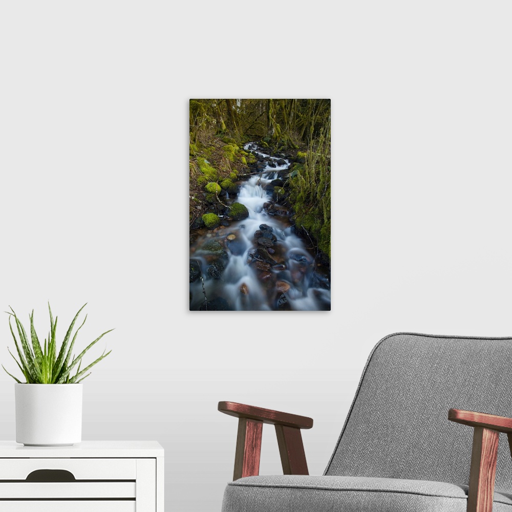 A modern room featuring Stream in the rainforest near Alice Lake Provincial Park, Squamish, British Columbia, Canada