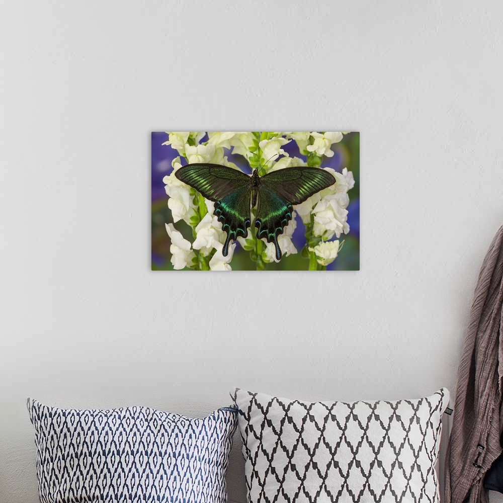 A bohemian room featuring Alpine Black Swallowtail Butterfly, Papilio maackii.