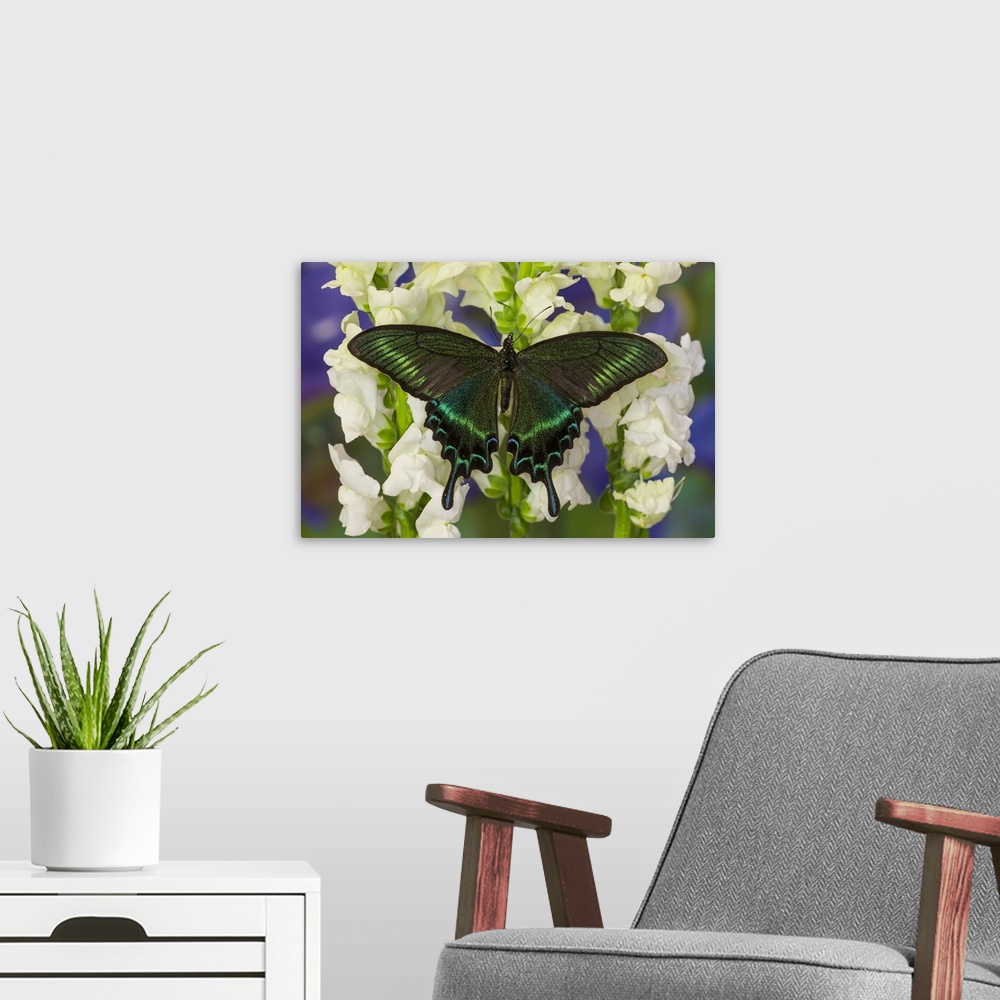 A modern room featuring Alpine Black Swallowtail Butterfly, Papilio maackii.