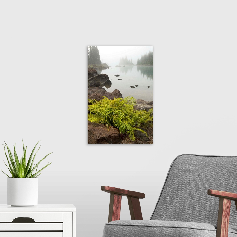 A modern room featuring Alpine lady fern, Athyrium alpestre, growing among volcanic rock on the Battleship Islands in the...