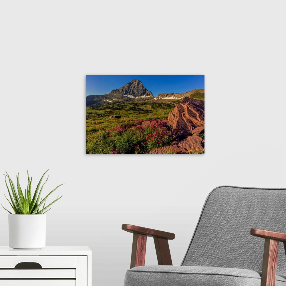 A modern room featuring Alpine wildflowers with Mount Reynolds at Logan Pass in Glacier National Park, Montana, USA