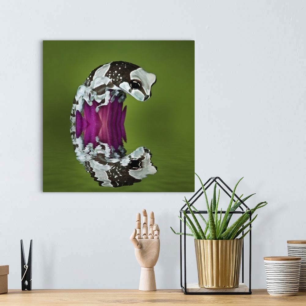 A bohemian room featuring Milk Frog and reflection, Trachycephalus resinifictrix