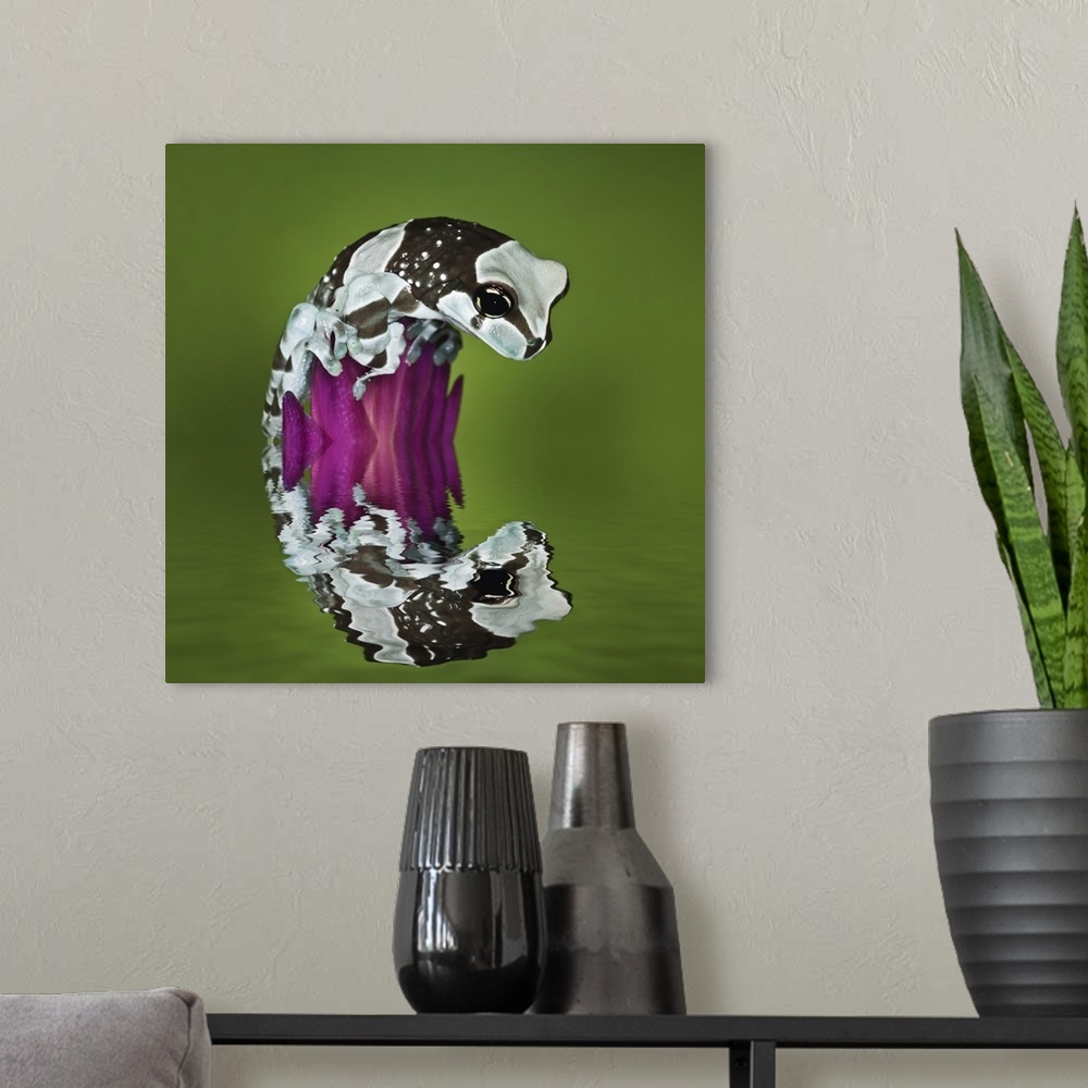 A modern room featuring Milk Frog and reflection, Trachycephalus resinifictrix