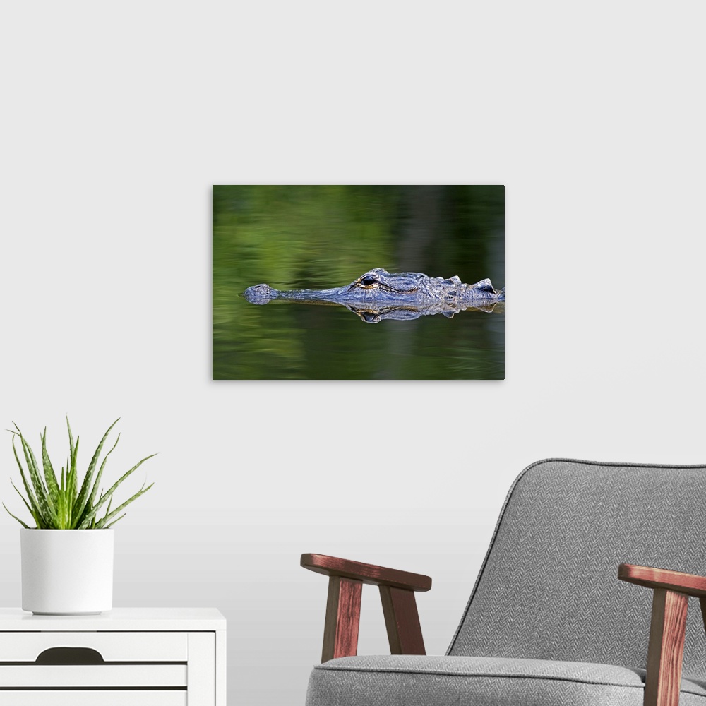 A modern room featuring American Alligator in Everglades National Park, Florida.