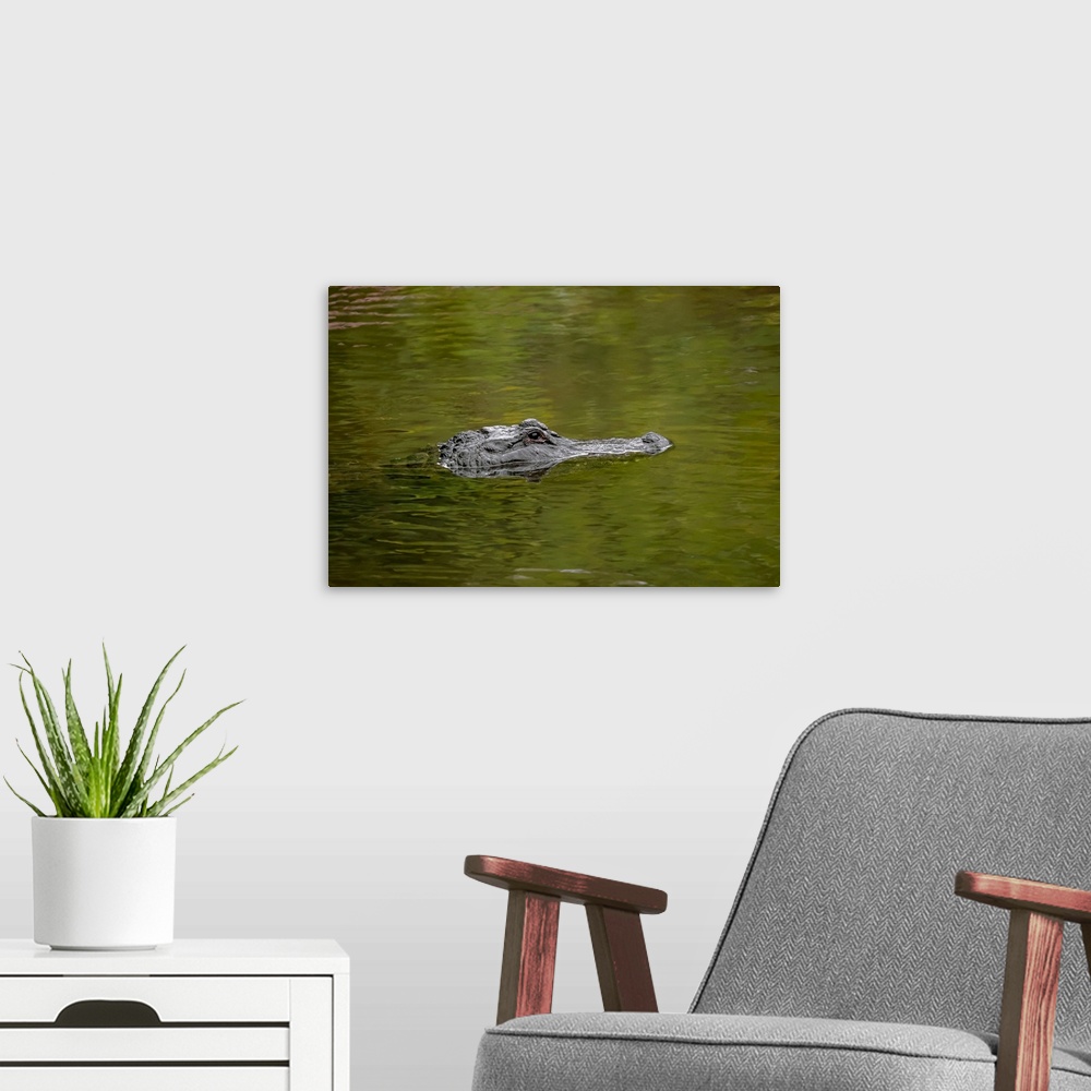 A modern room featuring American alligator, Merritt Island National Wildlife Refuge, Florida. United States, Florida.