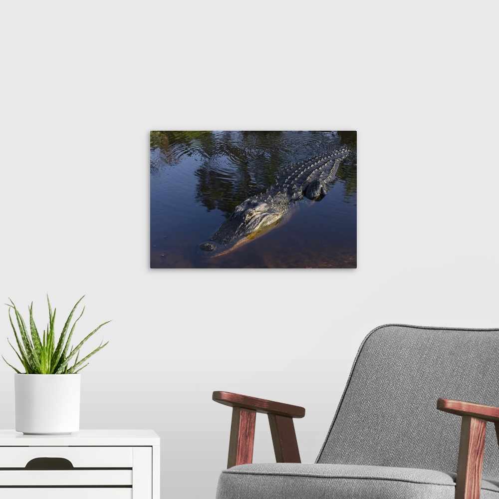 A modern room featuring American alligator, Okefenokee National Wildlife Refuge, Florida