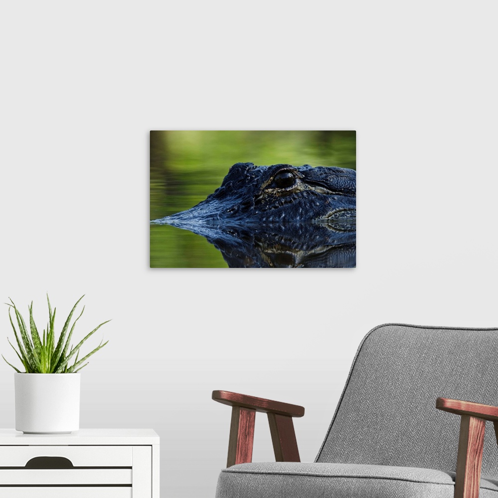 A modern room featuring American alligator (Alligator mississippiensis), Okefenokee National Wildlife Refuge, Florida, USA.