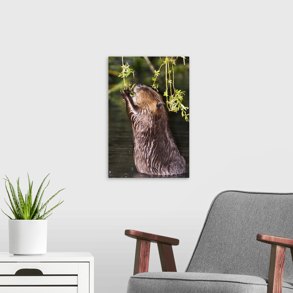 A modern room featuring American Beaver, Castor canadensis, Stanley Park, British Columbia