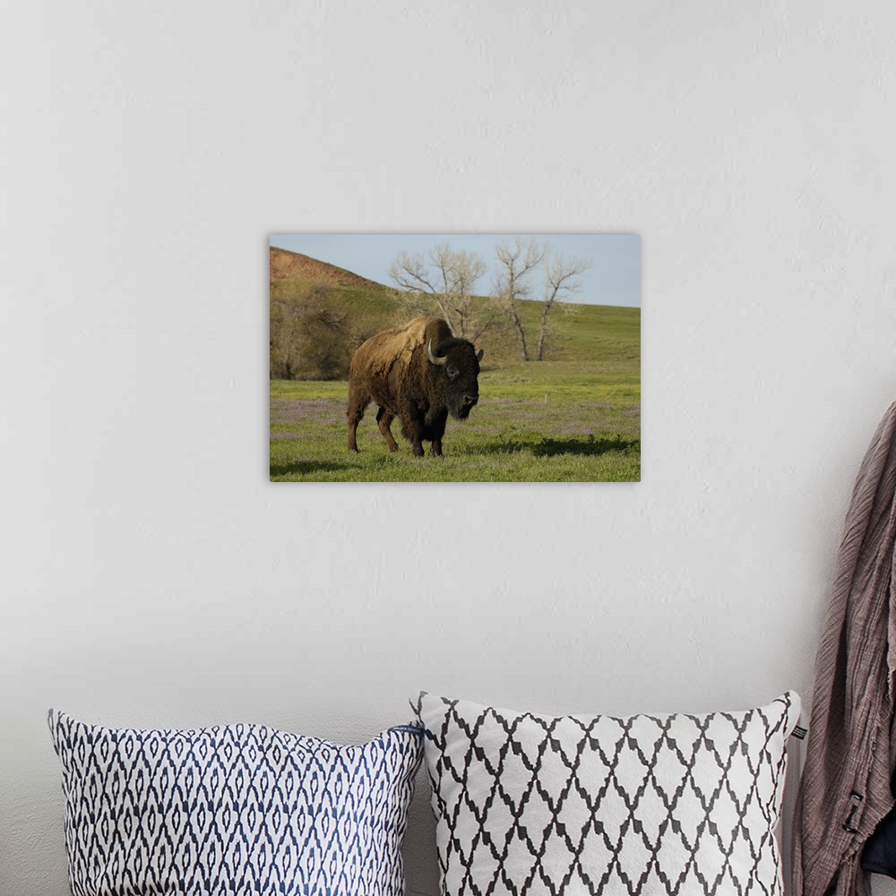A bohemian room featuring American Bison 'Buffalo' (Bison bison) - Male.From private herd. Durham Ranch. Campbell County. W...