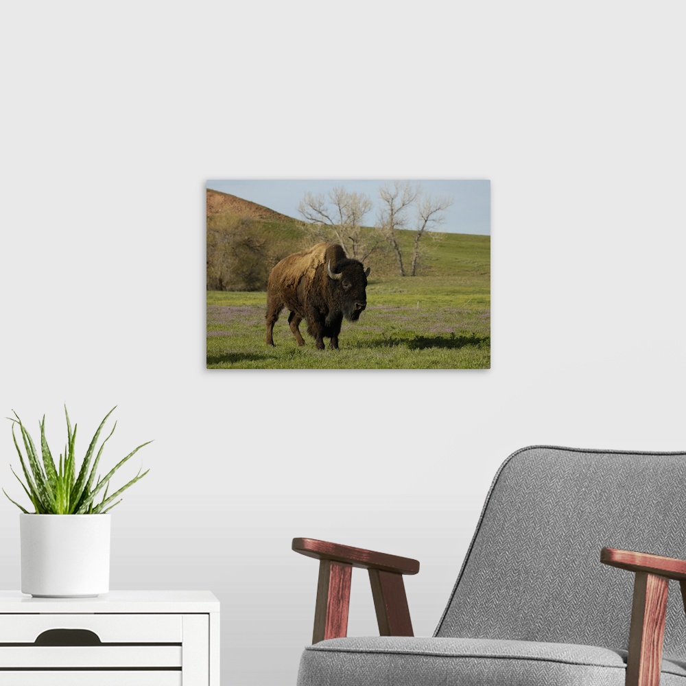 A modern room featuring American Bison 'Buffalo' (Bison bison) - Male.From private herd. Durham Ranch. Campbell County. W...