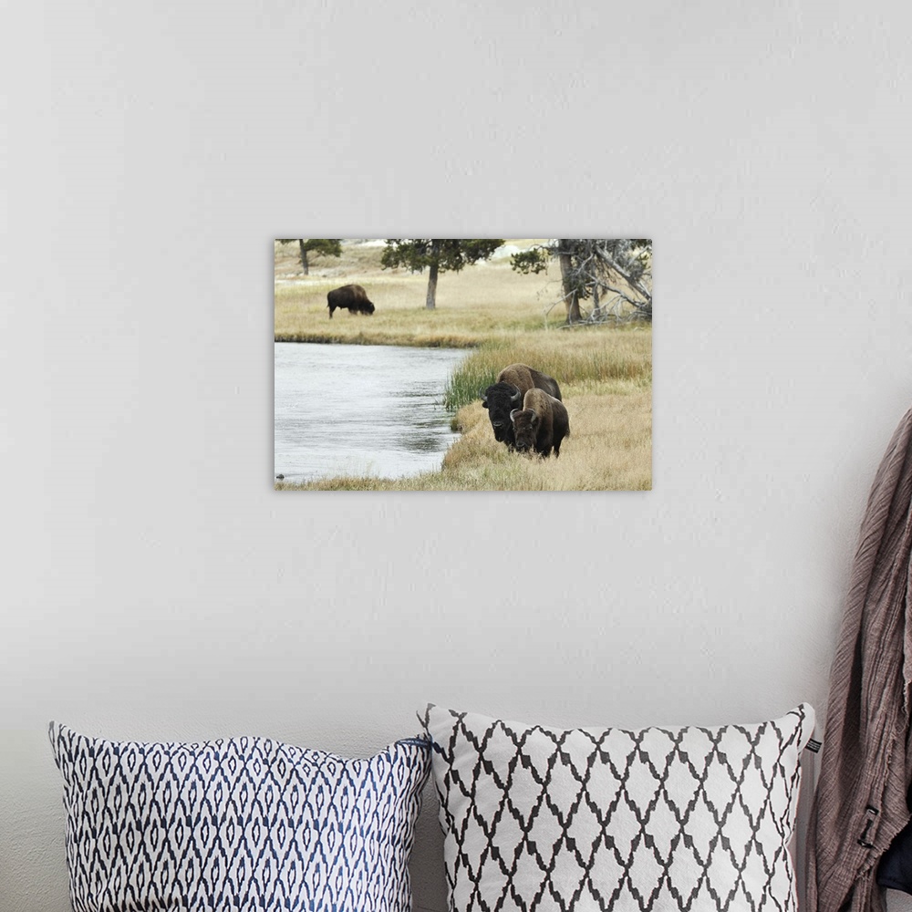 A bohemian room featuring American Bison along Nez Perce River in autumn, Yellowstone National Park, Nez Perce River, Wyomi...