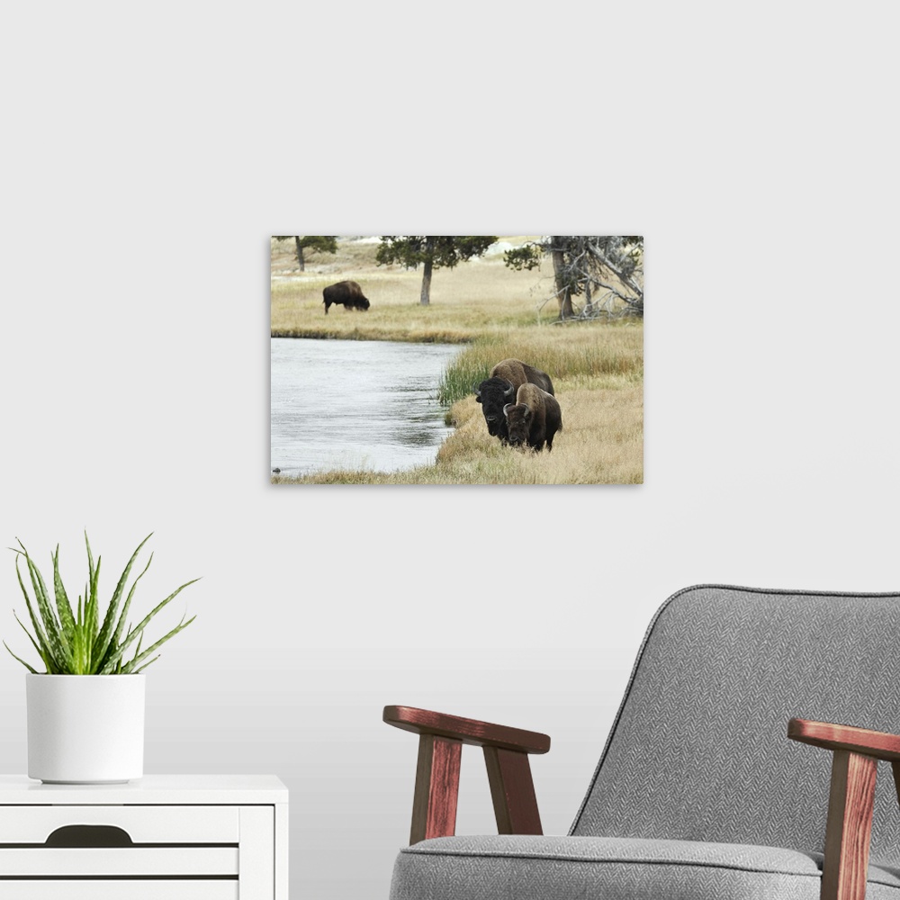 A modern room featuring American Bison along Nez Perce River in autumn, Yellowstone National Park, Nez Perce River, Wyomi...