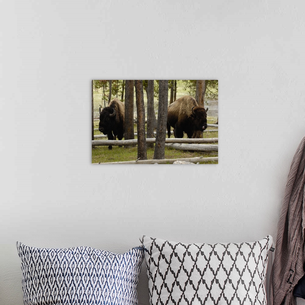 A bohemian room featuring American Bison (Bison bison) Yellowstone National Park, Wyoming. Found in grassland, Aspen parkla...