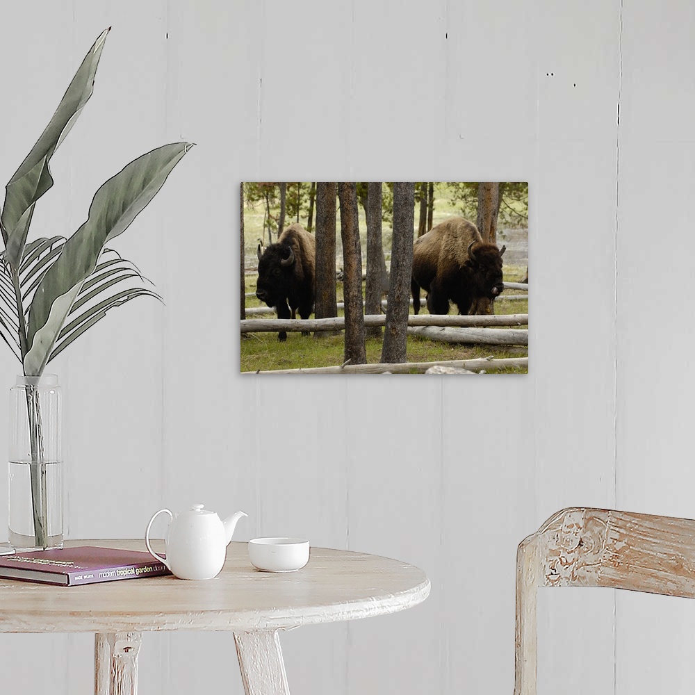 A farmhouse room featuring American Bison (Bison bison) Yellowstone National Park, Wyoming. Found in grassland, Aspen parkla...