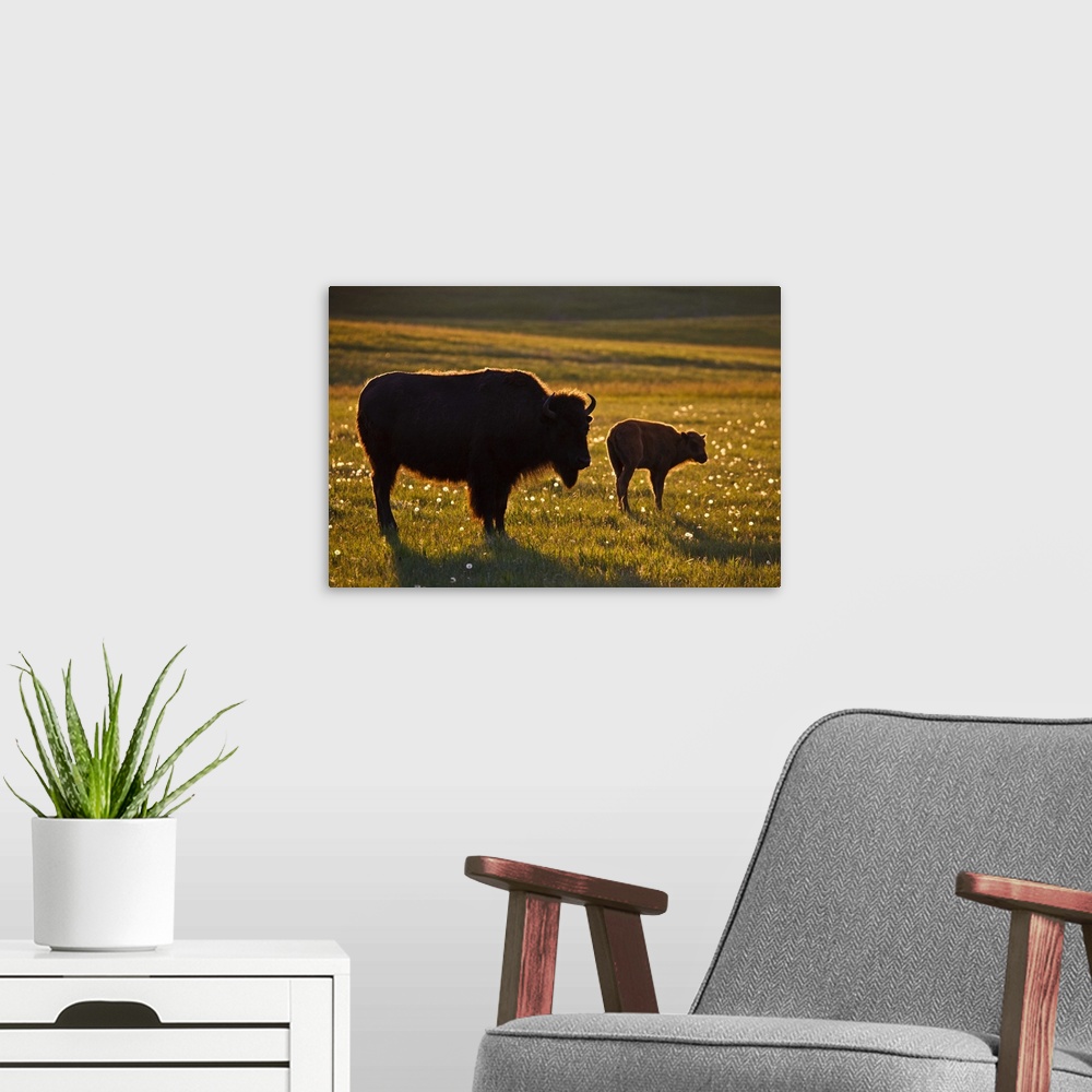 A modern room featuring American Bison (Bison bison) female and young on North Dakota prairie at sunset