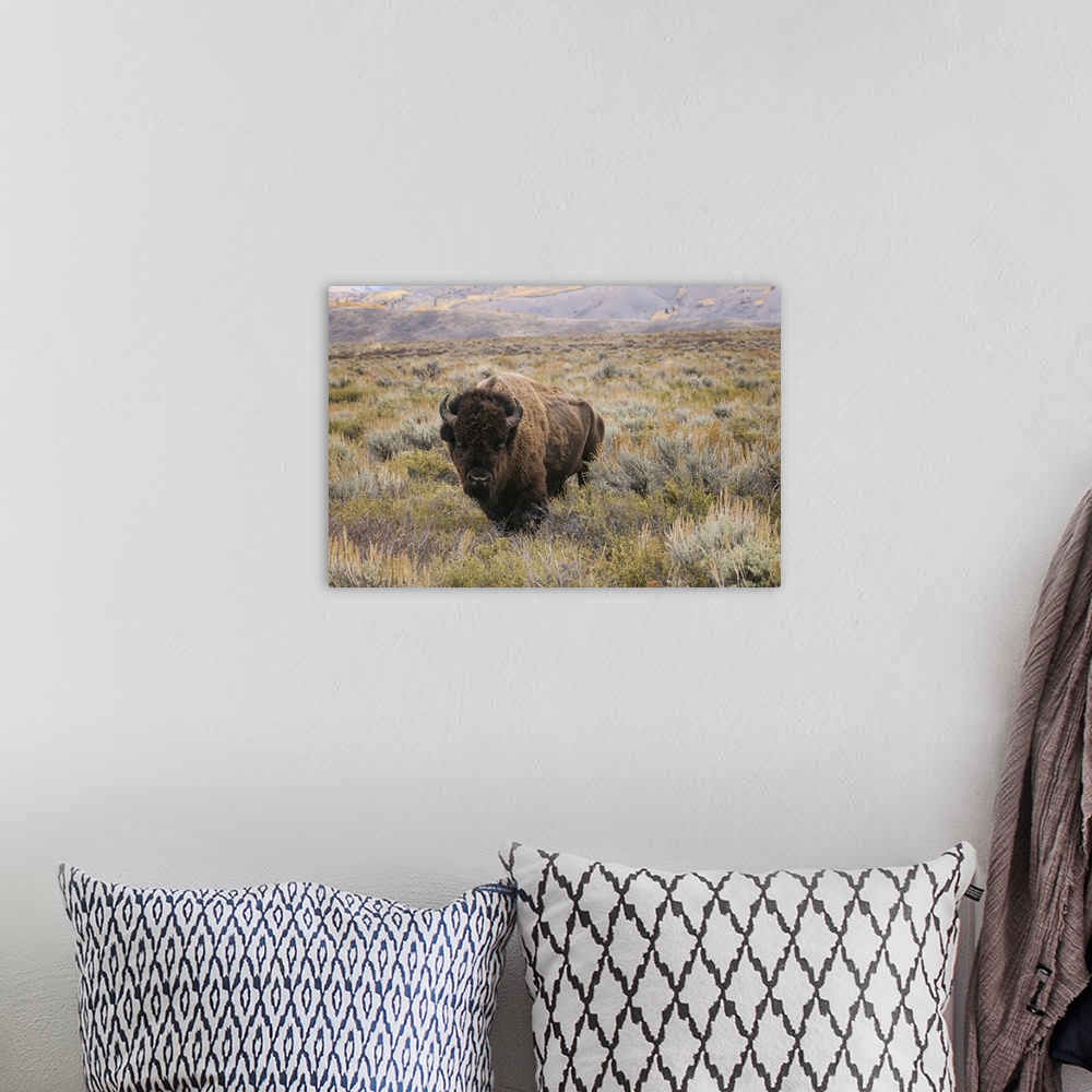 A bohemian room featuring American Bison in sagebrush meadow. Grand Teton National Park. United States, Wyoming.