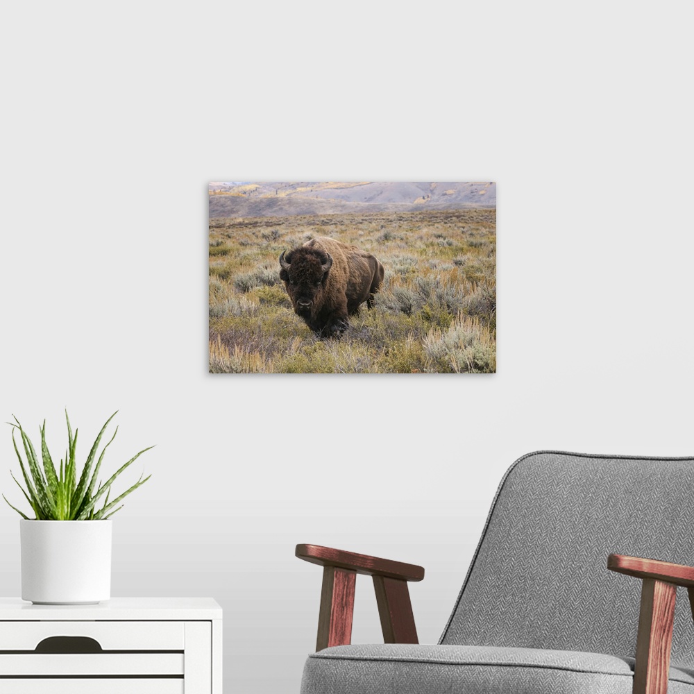 A modern room featuring American Bison in sagebrush meadow. Grand Teton National Park. United States, Wyoming.