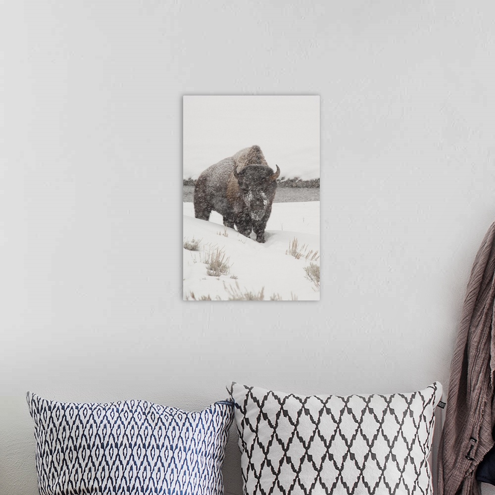 A bohemian room featuring Yellowstone National Park, Yellowstone Bison (Bison bison) in snow storm, Wyoming.