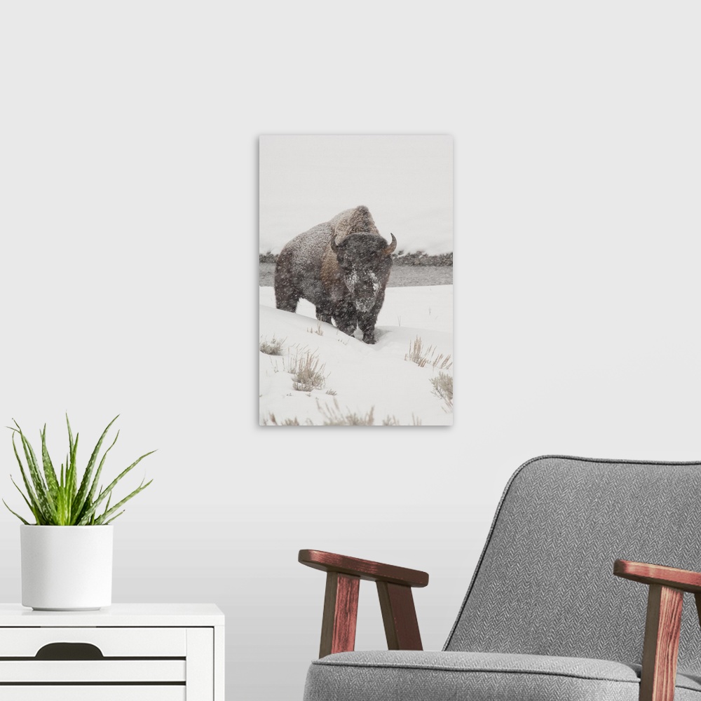 A modern room featuring Yellowstone National Park, Yellowstone Bison (Bison bison) in snow storm, Wyoming.